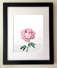 Load image into Gallery viewer, Pretty Peony Art Print