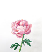 Load image into Gallery viewer, Pretty Peony Art Print